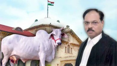 Allahbad-Highcourt-suggested-to-declare-cow-as-national-animal